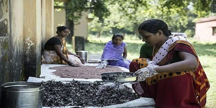 Traditional Medicinals System In India: All Natural Herbs And Plants