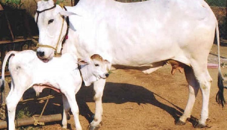 देशी गाय
