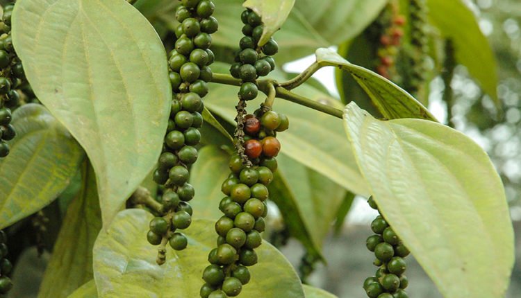 Malabar Black Pepper