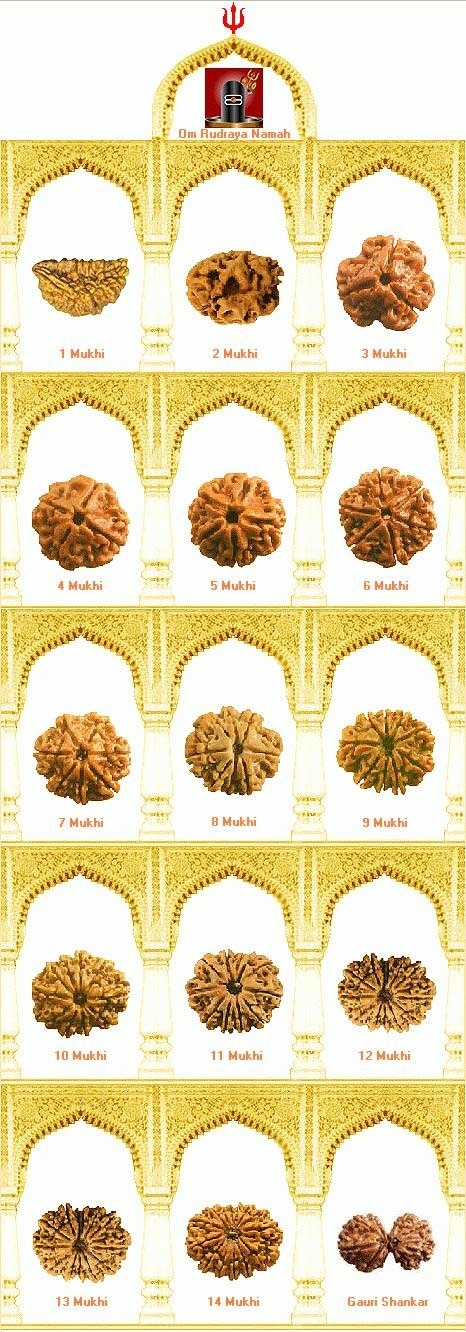 Different types of Rudraksha and its benefits